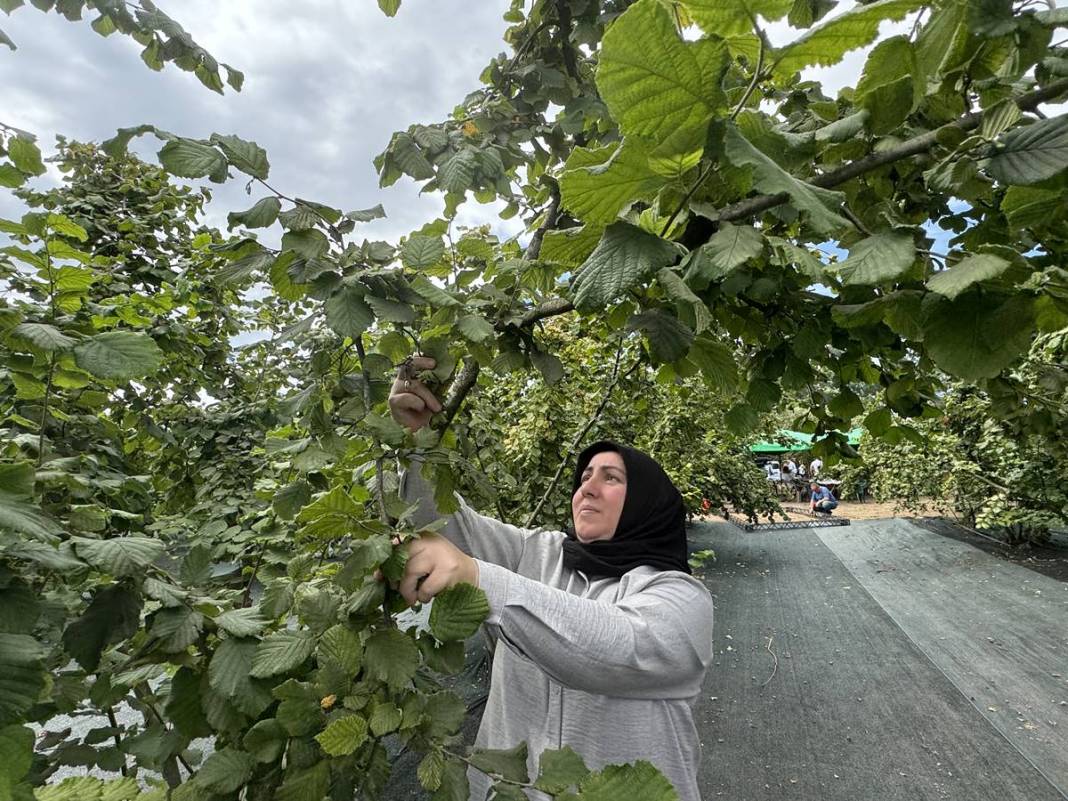 Yurt dışına tonlarca ihraç ediliyor: Hasat başladı! Fındıkta rekor rekolte bekleniyor 19